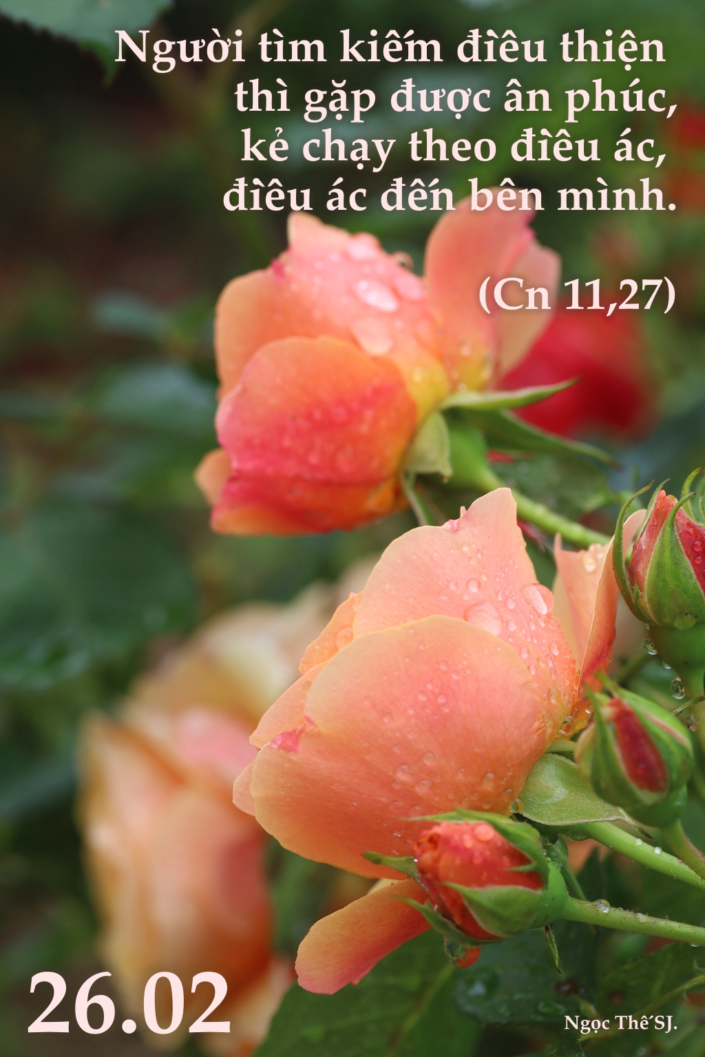 26